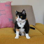 イニシャル迷子札 - スネーク | Initial Pet Tag - Snake