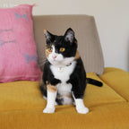 スネーク・イニシャル・ペットタグ（迷子札）