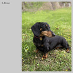 イニシャル迷子札 - スネーク | Initial Pet Tag - Snake