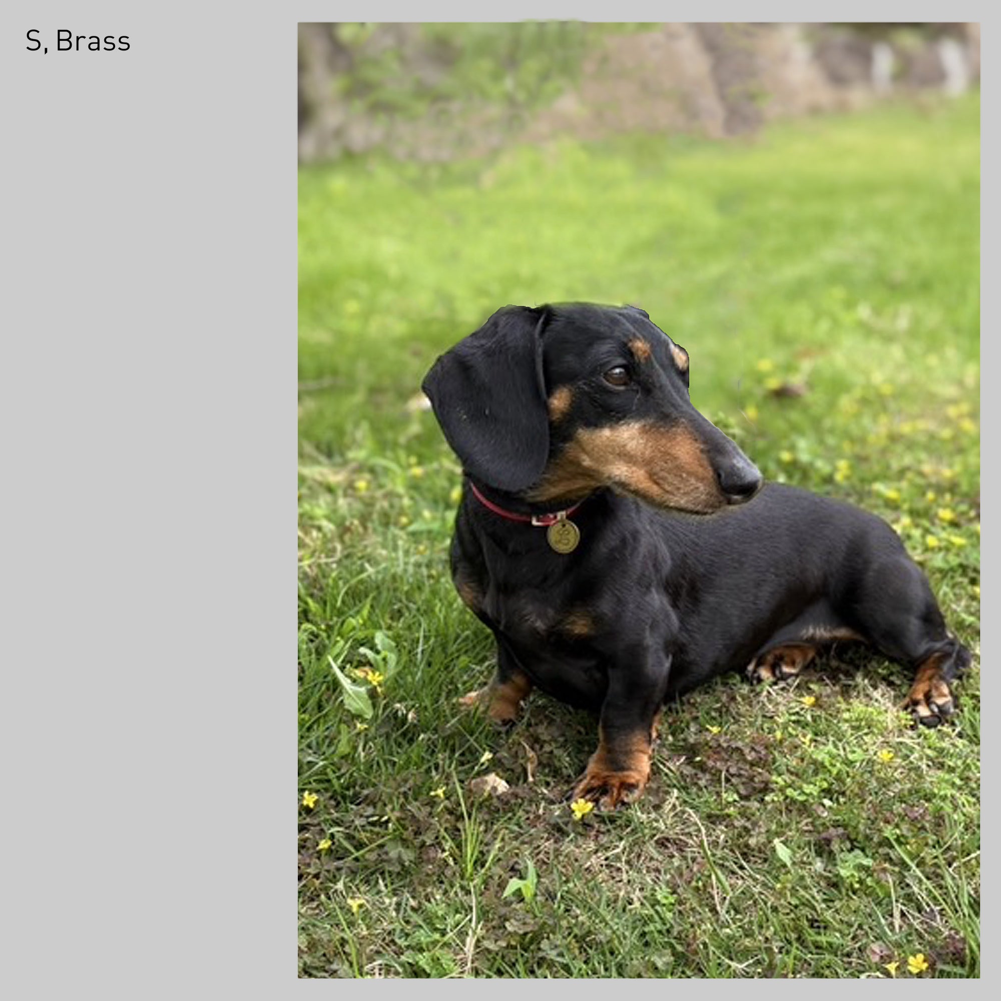 イニシャル迷子札 - スネーク | Initial Pet Tag - Snake