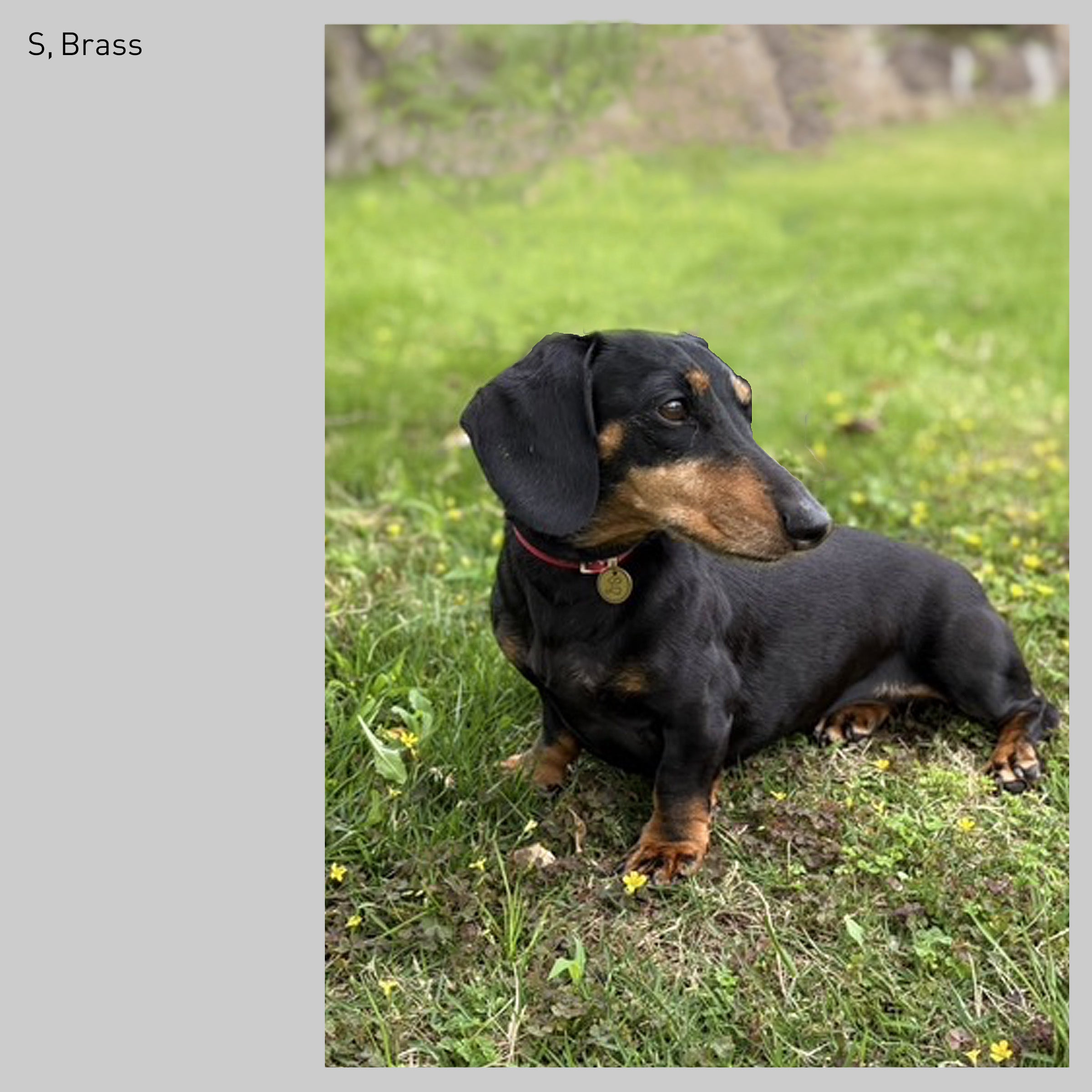 スネーク・イニシャル・ペットタグ（迷子札）