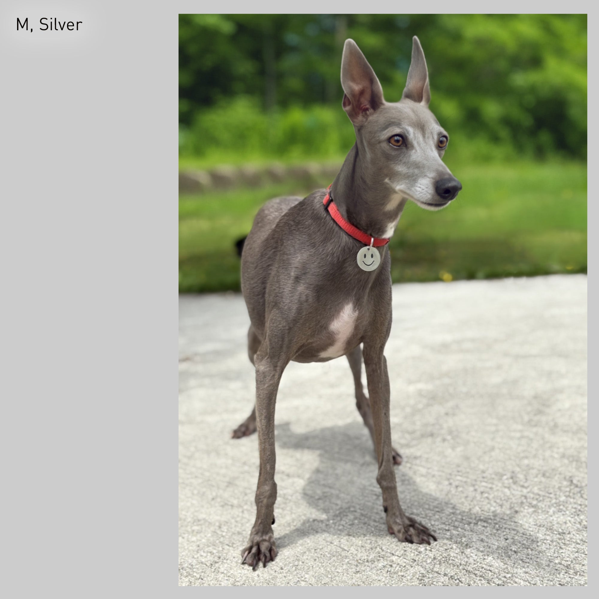 迷子札 - スマイリー | Pet Tag - Smiley